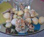Decorative Natural Shells - Mixed Pack 100g image