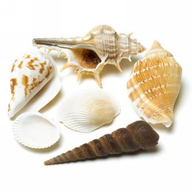 Chrysalini Decorative Natural Shells 7079 Image 1